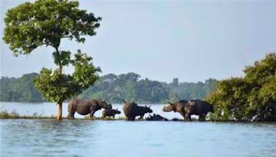 114 wild animals dead in flood-hit Kaziranga National Park, 95 rescued