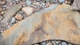 Fossilized tracks of rare 320-million-year-old animal found in Cape Breton