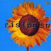 Rising Sun [CD/Vinyl Single]