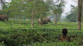 UN biodiversity conference: what does living in harmony with nature look like?