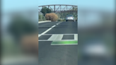 Giant tumbleweed seen blowing across Southern California road