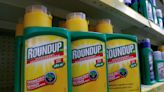 Most Americans have toxic weedkiller in their urine, 'disturbing' study finds