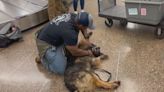 Retired military K-9 flown from Korea to Seattle reunited with handler