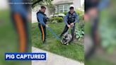 Washington Township officers wrangle loose 200-pound pig 'Pumba' after brief escape