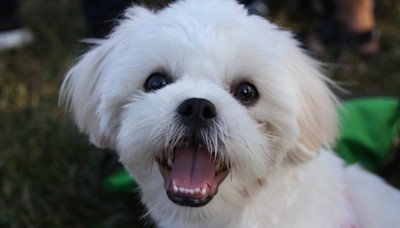 Rescued Cat and Maltese Adorably ‘Play Fight’ Just Like Human Kids