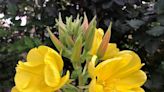 Casual Gardener: Enchanted evening primrose