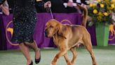 Sound off! Trumpet is first bloodhound to win Westminster dog show