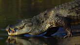 ‘Virgin’ crocodile found to have made herself pregnant