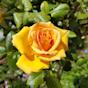 Rose jaune