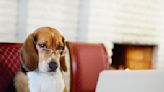 HoundDog.ai helps developers prevent personal information from leaking