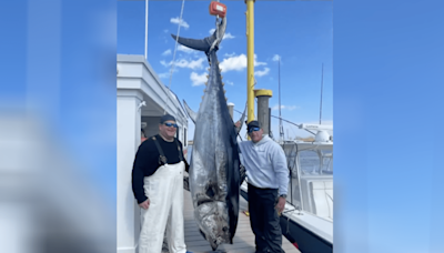 New Jersey fishermen catch 718-pound tuna. Here's what they did with it