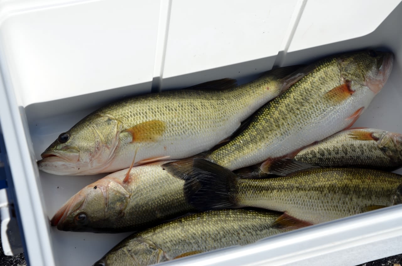 Don’t eat fish from these Alabama waters, health officials say