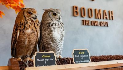 "Animal Cruelty": Abu Dhabi's First Owl Cafe Goes Viral, Internet Angry