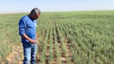 U.S. wheat crop hit by dry winter then soggy spring, adding to global tightness