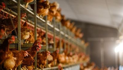 美愛荷華州Sioux縣爆高致病性H5N1 港暫停進口禽類產品