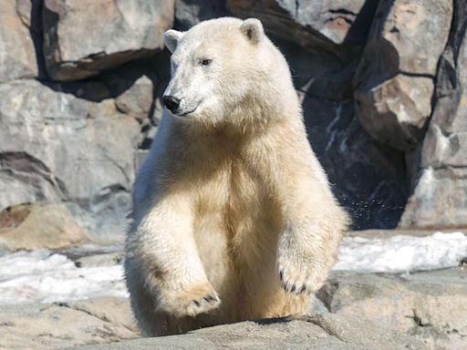 Polar Bear at Alaska Zoo Gets in the Olympic Spirit and Goes Viral for Diving in Exhibit: 'Perfect Form'