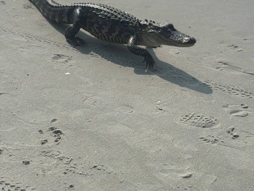 Video: An alligator strolls near ocean in Myrtle Beach. Lifeguard clears water for reptile