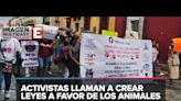 Abandona 3 perros en Querétaro; lo detienen en la terminal de autobuses