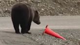 Bear casually walks up to a fallen traffic cone and puts it upright