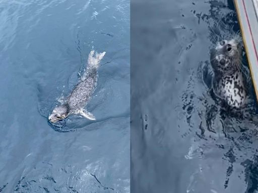 基隆外海驚見「野生小海豹」！探頭疑惑打招呼 14秒萌片瘋傳