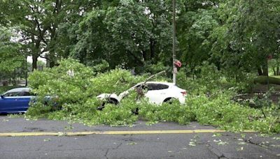 Large tree falls on 2 parked cars on Metcalf Avenue; no injuries