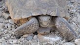 Give tortoises the right of way