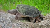 Drivers urged to stay alert for turtles on Vt. roadways