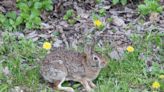 Pa. Game Commission seeks public's help with rabbit and deer disease monitoring