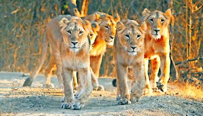 Train runs over Asiatic lion, first death this monsoon