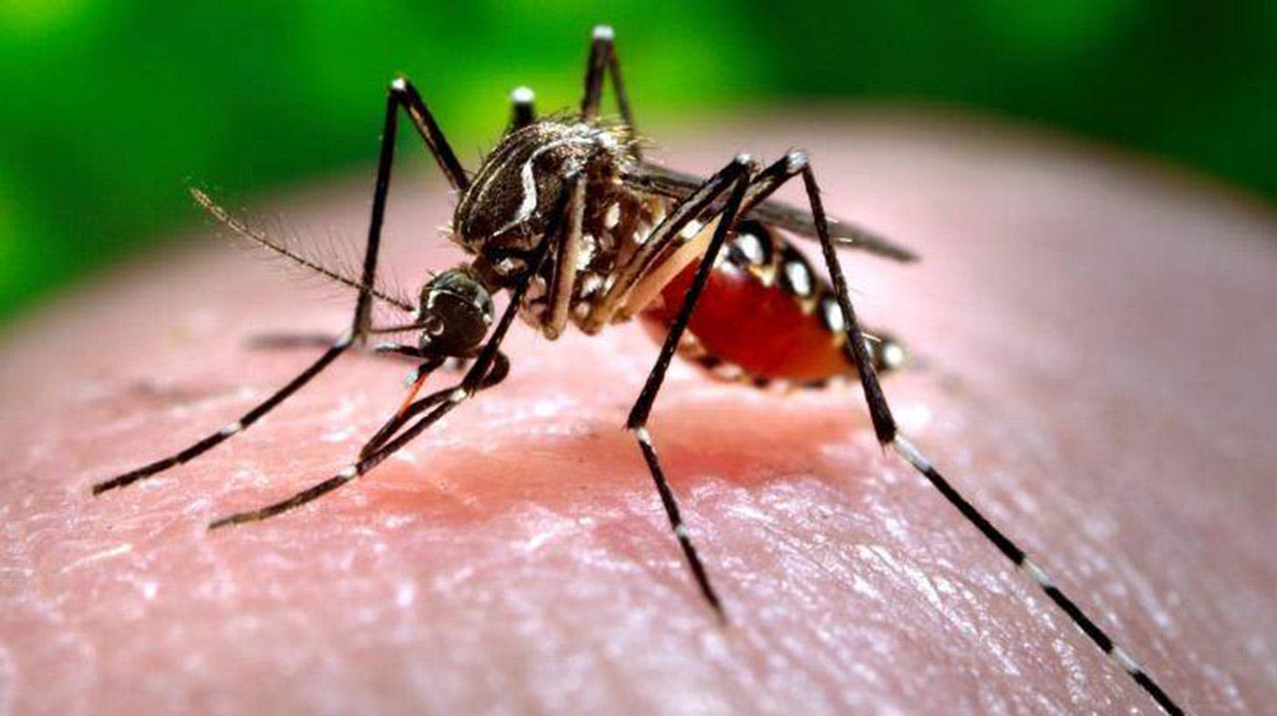 Texas confirms 10 cases of dengue amid global surge