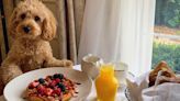 The dog-friendly hotels in the UK to check into with your pooch