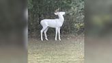 Rare ‘ghost of the forest’ deer spotted in Tennessee