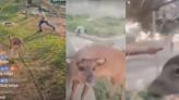Parque de las leyendas: Sujetos violentaron hábitat de animales para maltratarlos y transmitirlo en TikTok