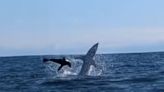 Watch: Shark Rams Kayak Fisherman While Hunting a Seal in the Open Ocean