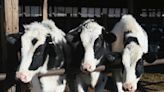 Avian flu spread in cows not being tracked, posing greater risk of human transmission