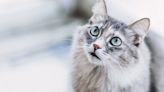 7 Vet-Approved Flea Treatments for Your Cat