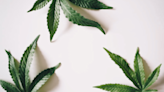 The Rise of CBD in the Wellness Industry and Current Trends