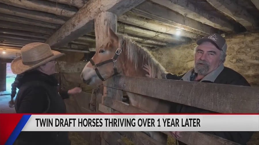 Feel Good Friday: Clark County twin draft horses defy odds and continue to thrive