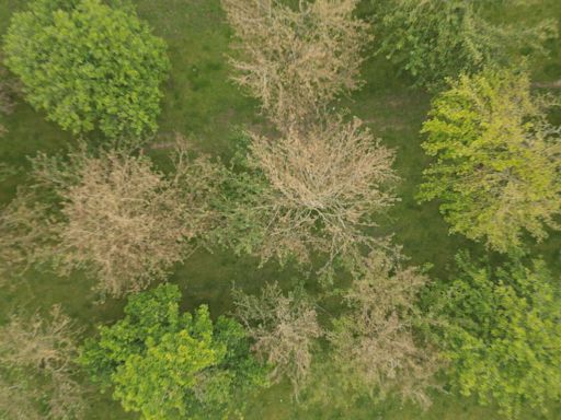 Cider crop destroyed by worst moth infestation 'in living memory' | ITV News