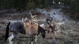 The ‘shed hunt’ is on. Towering prongs of elk antlers are the prize.