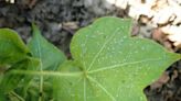 Farmer destroys cotton crop