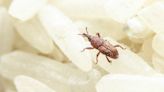 How to Get Rid of Weevils in Your Pantry