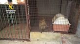 La Guardia Civil halla dos monos de Gibraltar que llevaban 15 años encerrados en una vivienda de Granada