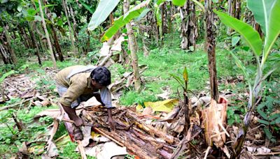 Aphids decimating famed Sirumalai hill banana to extinction