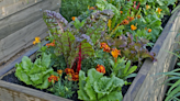 From the Extension: Planting Guide for Home Gardening in Alabama - Franklin County Times