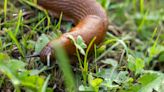 Stop slugs eating your plants with food scraps that will 'make them turn around'