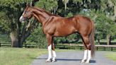 Stallion Spotlight Presented By New York Thoroughbred Breeders Inc: Bucchero Offers 'Consistently Productive And Sound Horses'