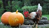 Cute Chickens Celebrate Halloween by Carving a Pumpkin