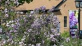 ‘A lot of purple’: May means Lilac Time in Lombard