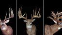 30 of the Biggest Whitetail Shed Antler Sets Ever Found